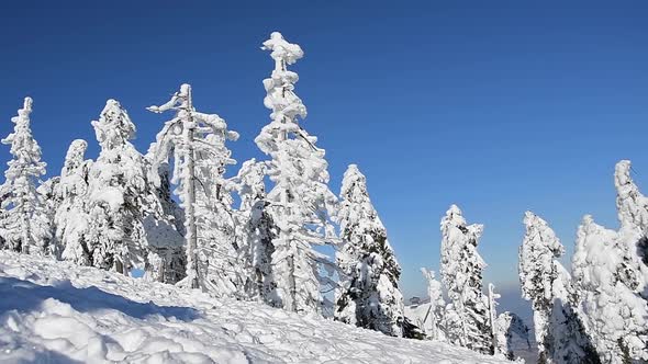 Winter Forest In The Mountains alt