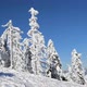 Winter Forest In The Mountains - VideoHive Item for Sale