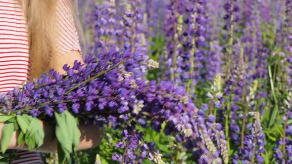 A Beautiful Girl with a Bouquet of Lupins in a Straw Hat Walks Through the Field of Lupins and