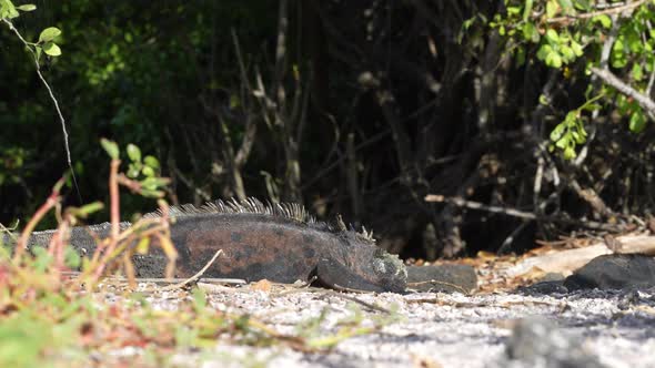 Galapagos Marine Iguanas On The Ground Sun Bathing At Charles Darwin Research Station. Low Angle, Pa alt