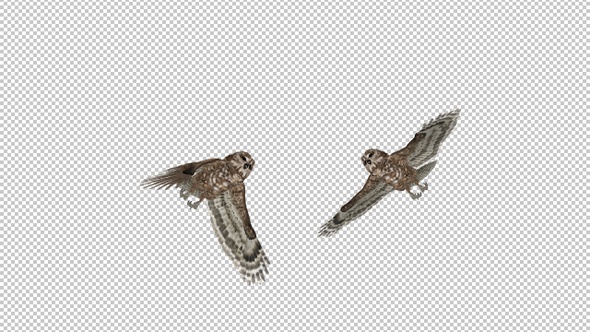 Owl - Spotted - Flying Transition IV