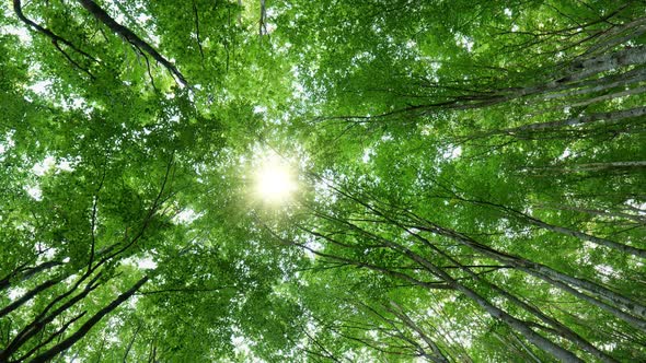 Bottom Up View of Lush Green Foliage of Trees with Afternoon Sun. Sun Breaks Through the Branches of