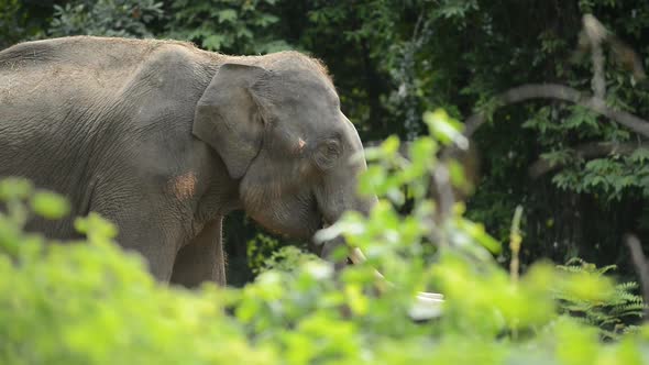 asia elephant in tropical forest