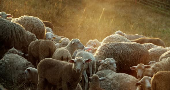 A flock of sheep in the meadow in the early morning. A group of sheep graze in the meadow.
