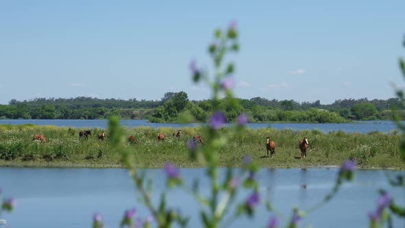 footage of an herd of horses in the field alt