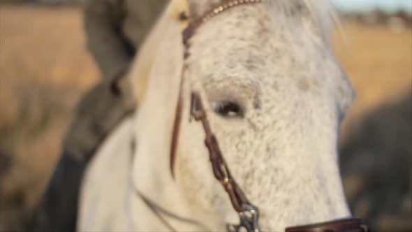 A close-up macro shot of the face and head of a white horse being ridden by it's owner. alt