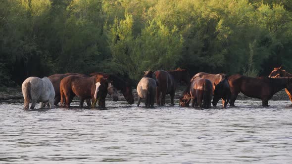 Herd of wild horses eating in a river in a large group with golden light. alt