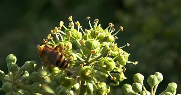 European Honey Bee, apis mellifera, Adult gathering pollen on Ivy's Flower, hedera helix, Normandy alt