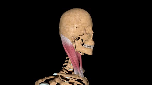 Sternocleidomastoid Muscles On Skeleton, Motion Graphics | VideoHive