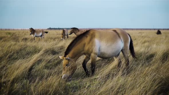 Pack of Wild Horses Pasturing on the Field