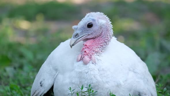Thanksgiving Turkey Bird History and Traditions of USA Holiday alt