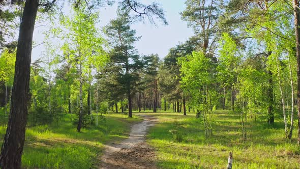 Forest Morning Sun Rays Light Jungle Green Grass Nature Wood Outdoor alt