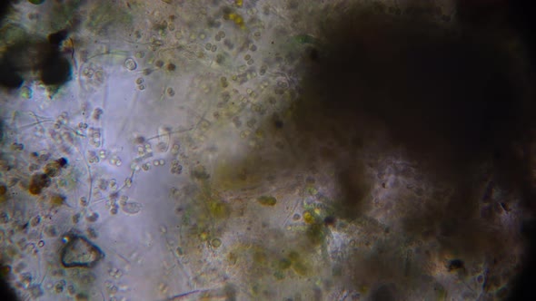 a variety of simple organisms in the aquatic environment, taken under a microscope alt