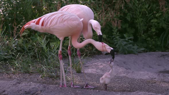 Two adult flamingos trying to feed the same chick with red crop milk alt