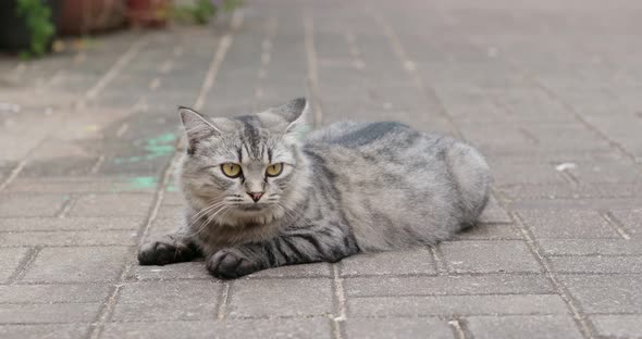Street Cat Sit on The Ground alt