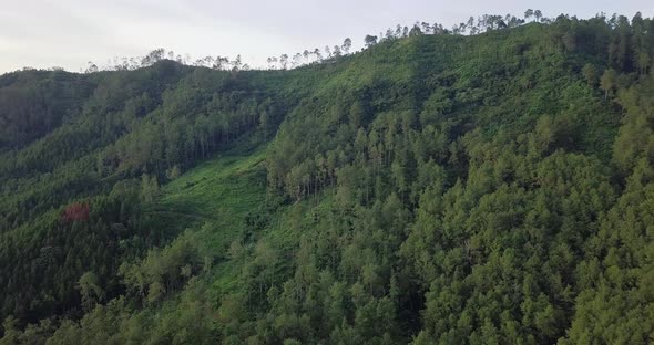 aerial drone view of hill and forest in tropical country Indonesia. variety of plants and vegetation alt