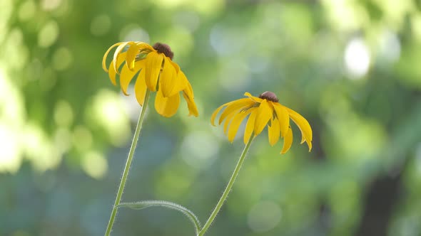 Yellow Sunlit Chamomile Flowers Blooming on Summer Flowerbed in Green Sunny Garden alt