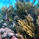Beautiful underwater coral reef captured at Great Barrier Reef, Australia - VideoHive Item for Sale