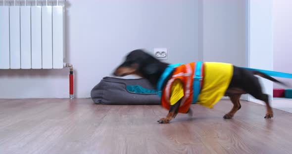 Active Dachshund Dog Wearing Uniform of Builder with Orange Jacket Drags Stepladder Tied with a Belt