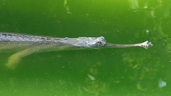 Gharial Crocodile (Gavialis Gangeticus), Also Known As the Gavial Floating in Green Water alt