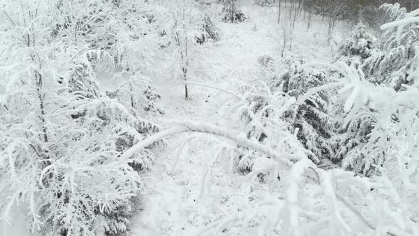 Aerial Of Trees With Heavy Snow alt