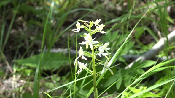 Lesser Butterfly Orchid 3