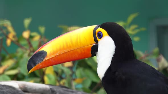 Exotic Toco Toucan Bird alt