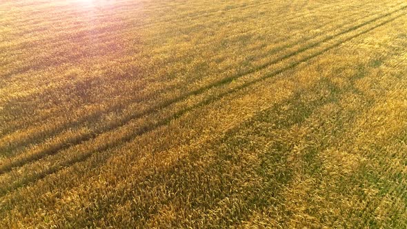Flying above Golden Wheat Field in Rural Autumn Landscape on Sunny Morning alt