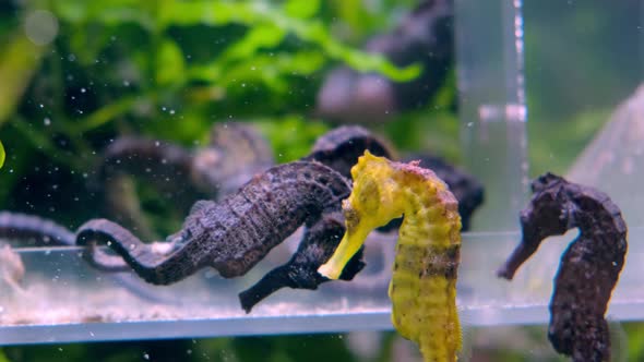 Black and Yellow Seahorses in Aquarium alt