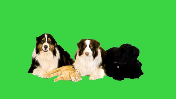 Group of Dogs with a Cat on a Green Screen Chroma Key