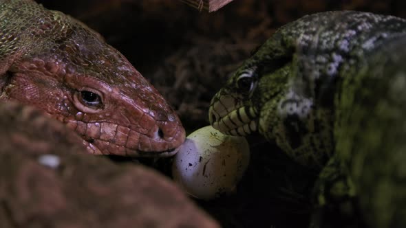 Tegu lizards eating an egg in the dirt alt