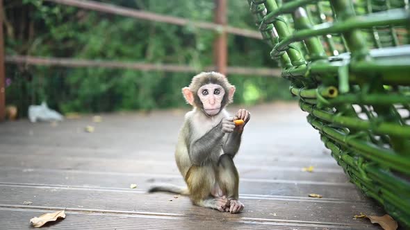 Rhesus Macaque Funny Cute Baby Child Eating and Playing in Tropical Nature Park