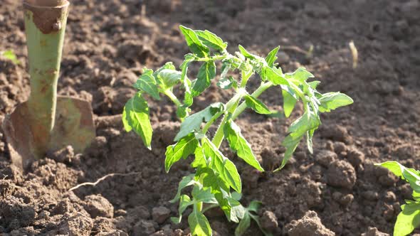 Outdoorplanted Tomato Seedlings