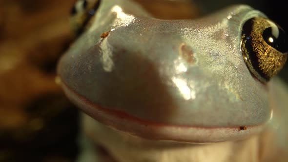 Australian Green Tree Frog Sitting Against Wooden Snag in Black Background. Close Up alt