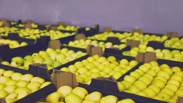 Many Boxes of Yellow Apples alt