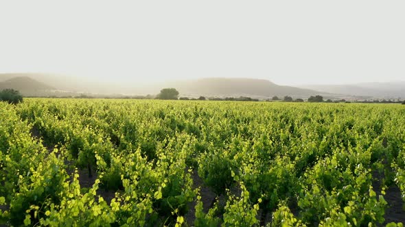 Flying at low altitude over the tidy rows of vineyards at sunset alt