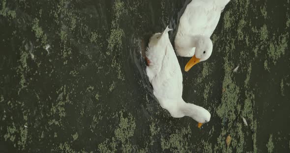 Vertical Footage  White Domestic Geese and Ducks Swim in Pond on Farm alt