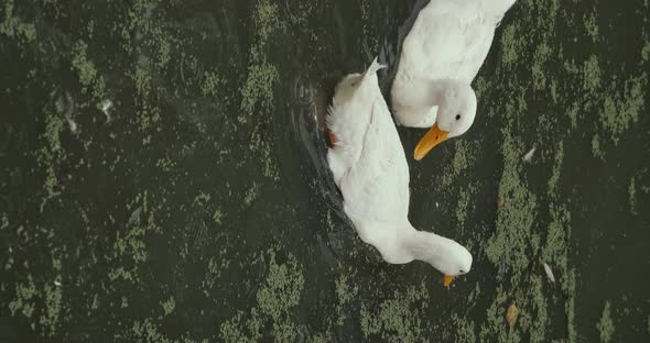 Vertical Footage  White Domestic Geese and Ducks Swim in Pond on Farm