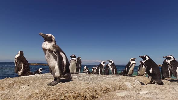 African Penguins On Coastal Rocks alt