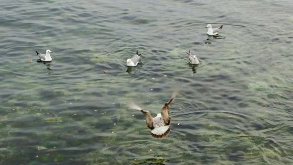 Seagulls flying and feeding in slow motion on sea surface