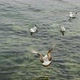 Seagulls flying and feeding in slow motion on sea surface - VideoHive Item for Sale