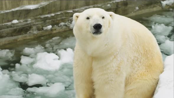 A polar bear sits in the zoo in the winter