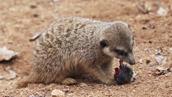 Meerkat eats prey. Meerkat or suricate. (Suricata suricatta).