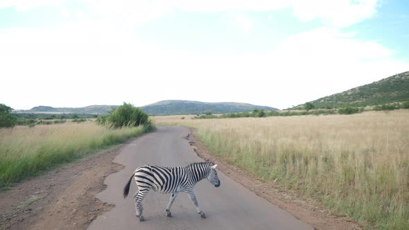 A zebra crossing the street in Pilanesberg National Park in South Africa alt