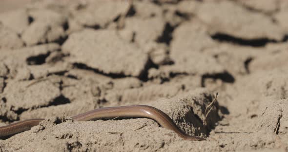 Anguis Fragilis Is A Legless Lizard Reptile Native To Eurasia alt