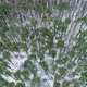 Cold Forest Aerial Shot Winter Scenery Trees Snow - VideoHive Item for Sale