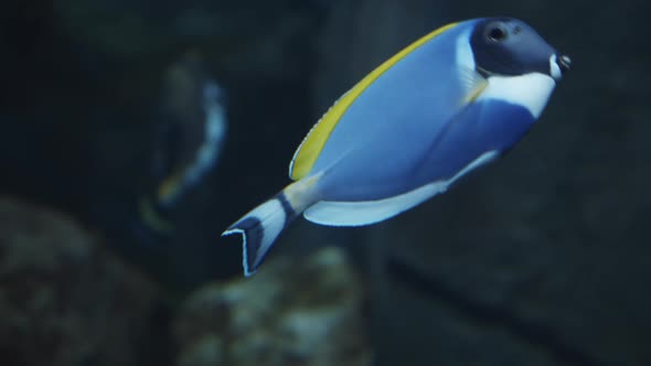 Surgeonfish Also Known As Acanthurus Leucosternon Swims in the Water Fish with a Blue Body Black alt