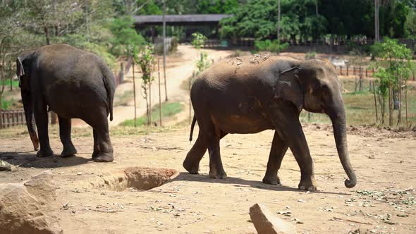 Asian Elephants Walking in Yala National Park