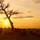 Herd of Sheep Grazing at Sunset - VideoHive Item for Sale
