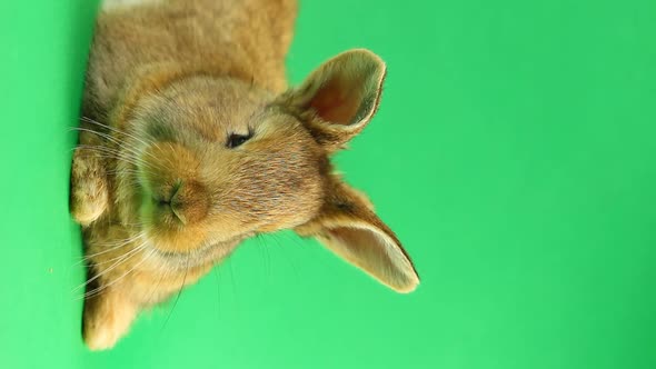 Brown Cute Fluffy Brown Rabbit Sits on a Green Background and Wiggles His Ears and Nose alt